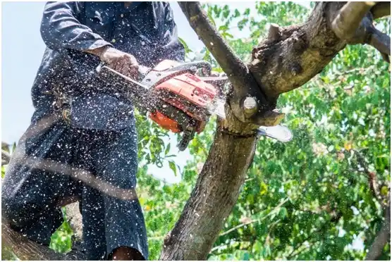 tree services La Farge